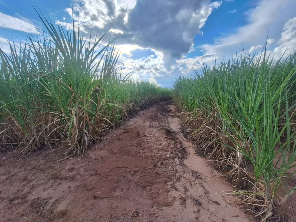 Sitio de 6.85 alqueires com cana própria próximo à Jaú